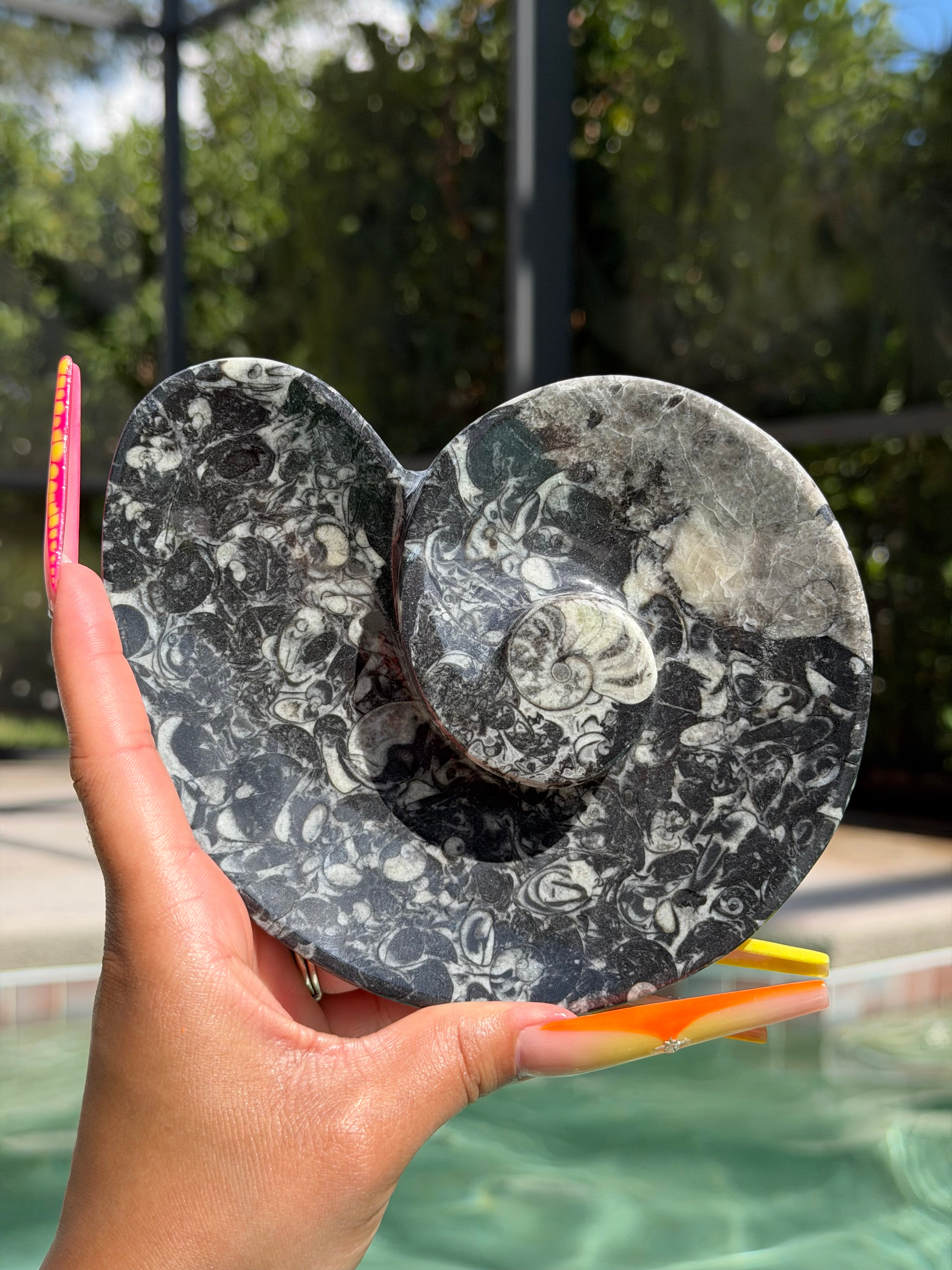 Orthoceras Shell Plate
