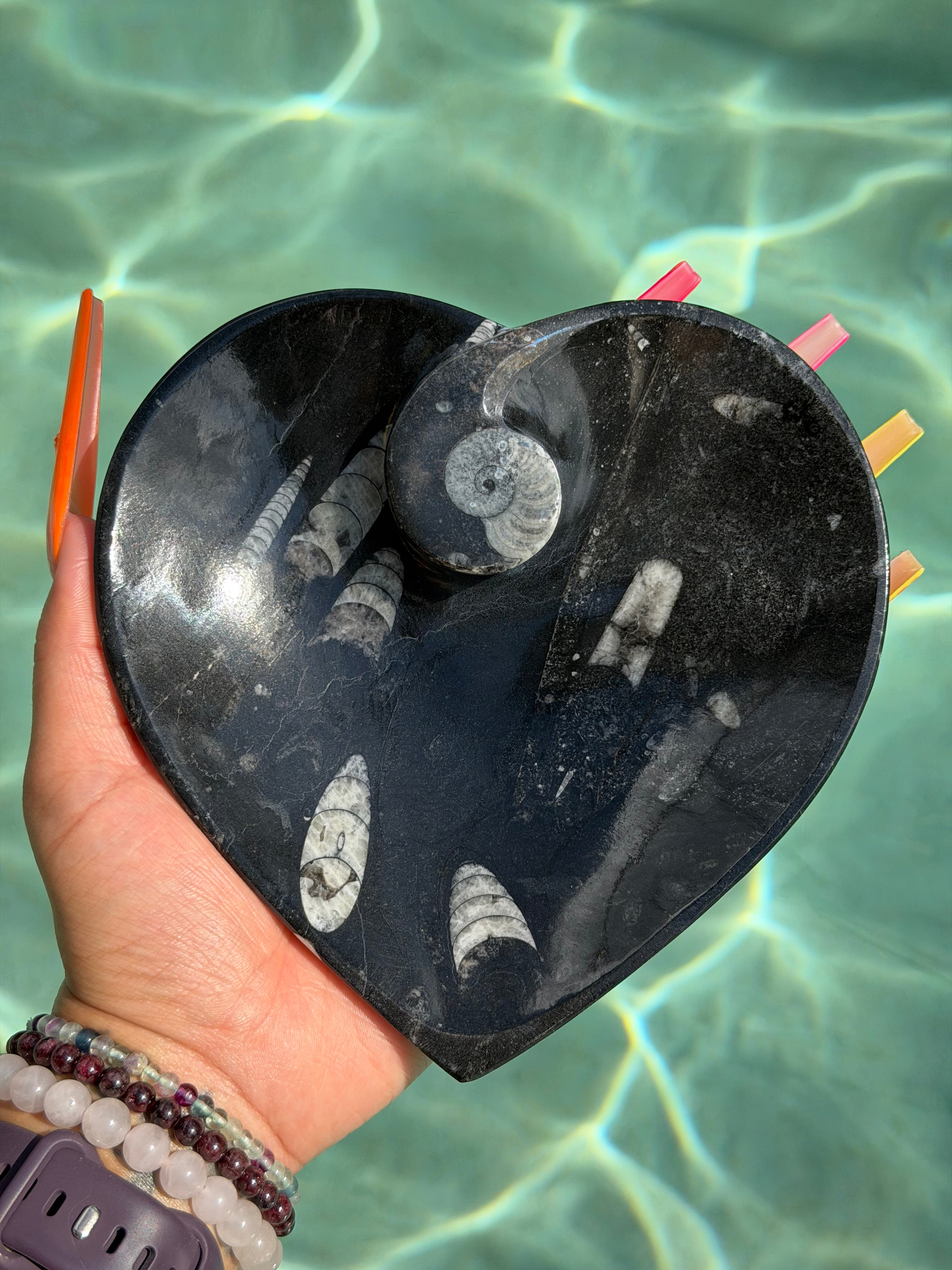 Orthoceras Heart Plate O2