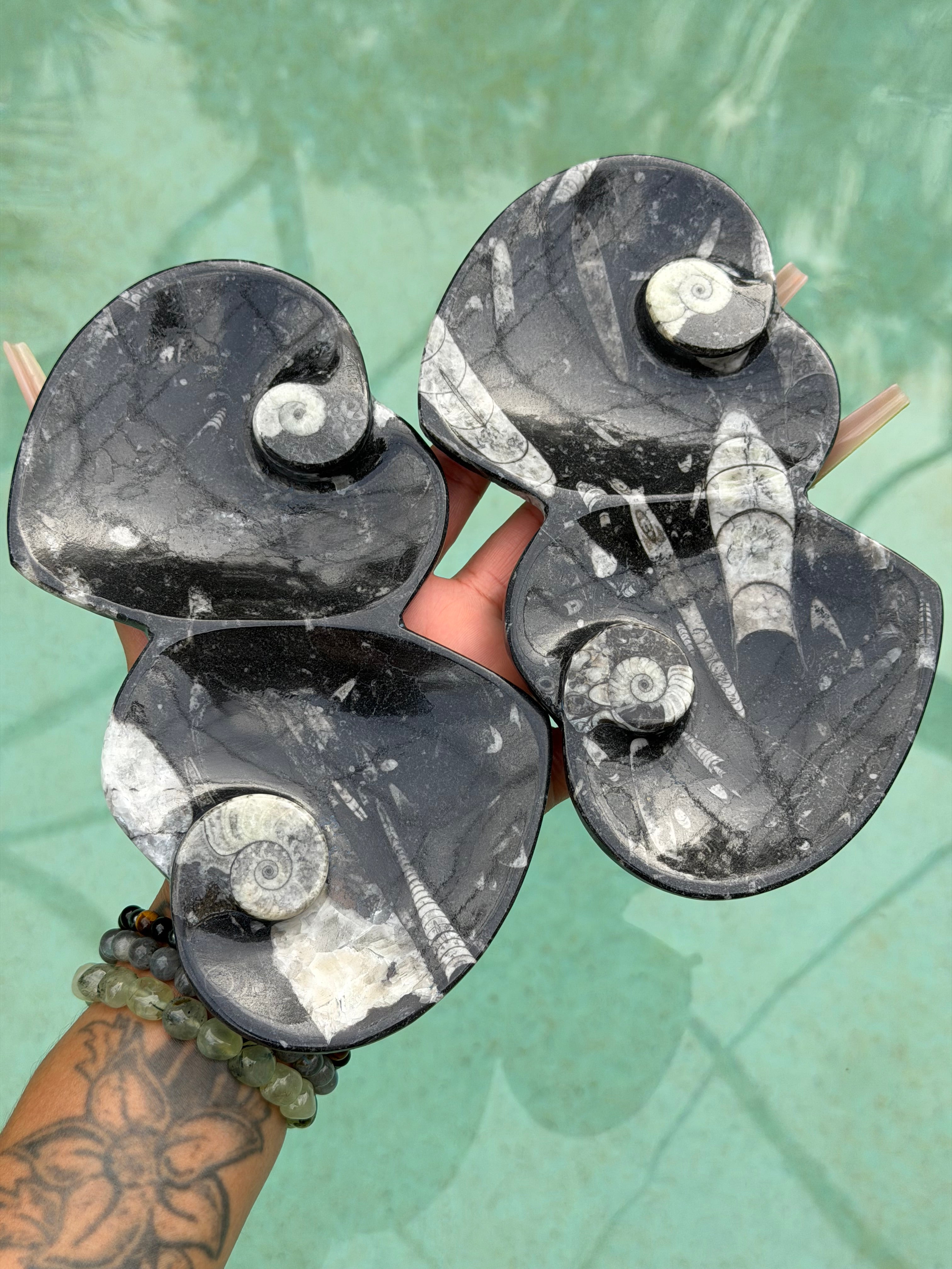Orthoceras Double Heart Plate