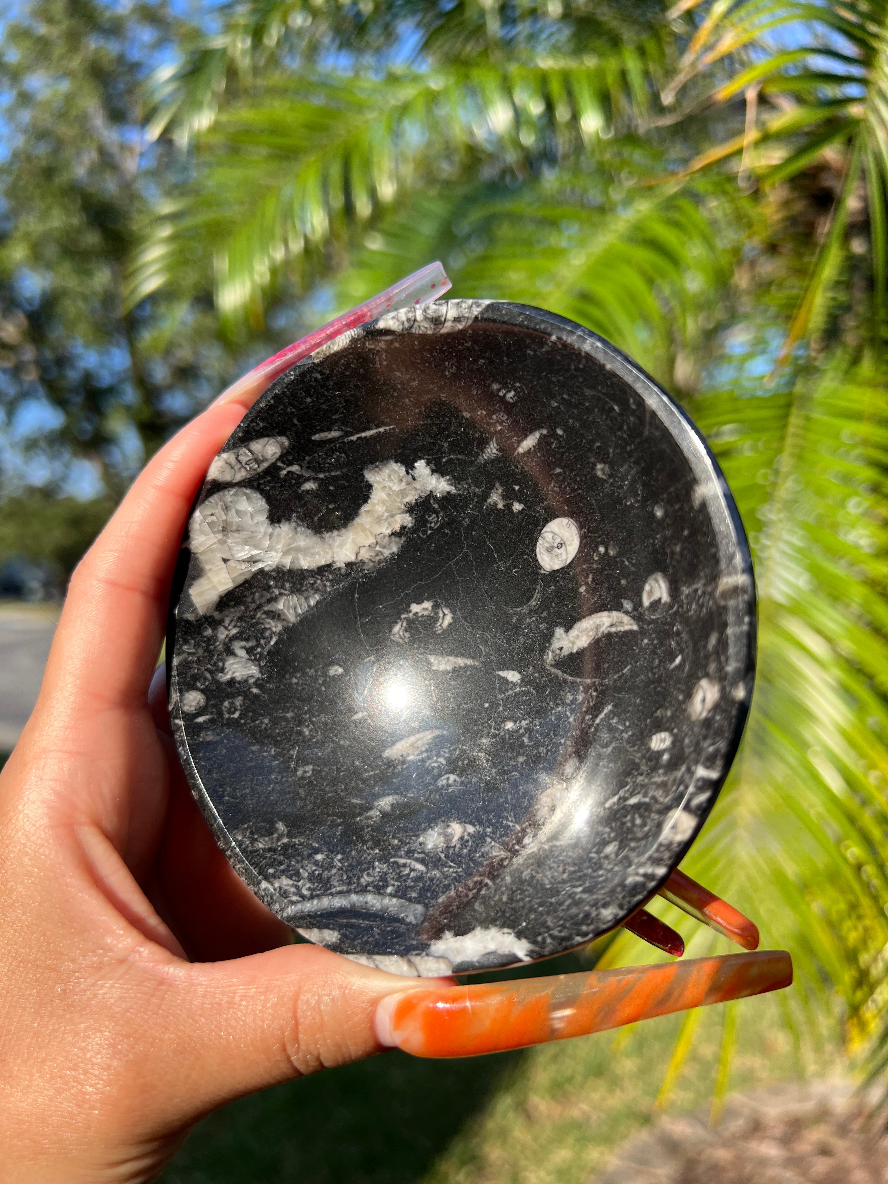 Orthoceras Round Bowl