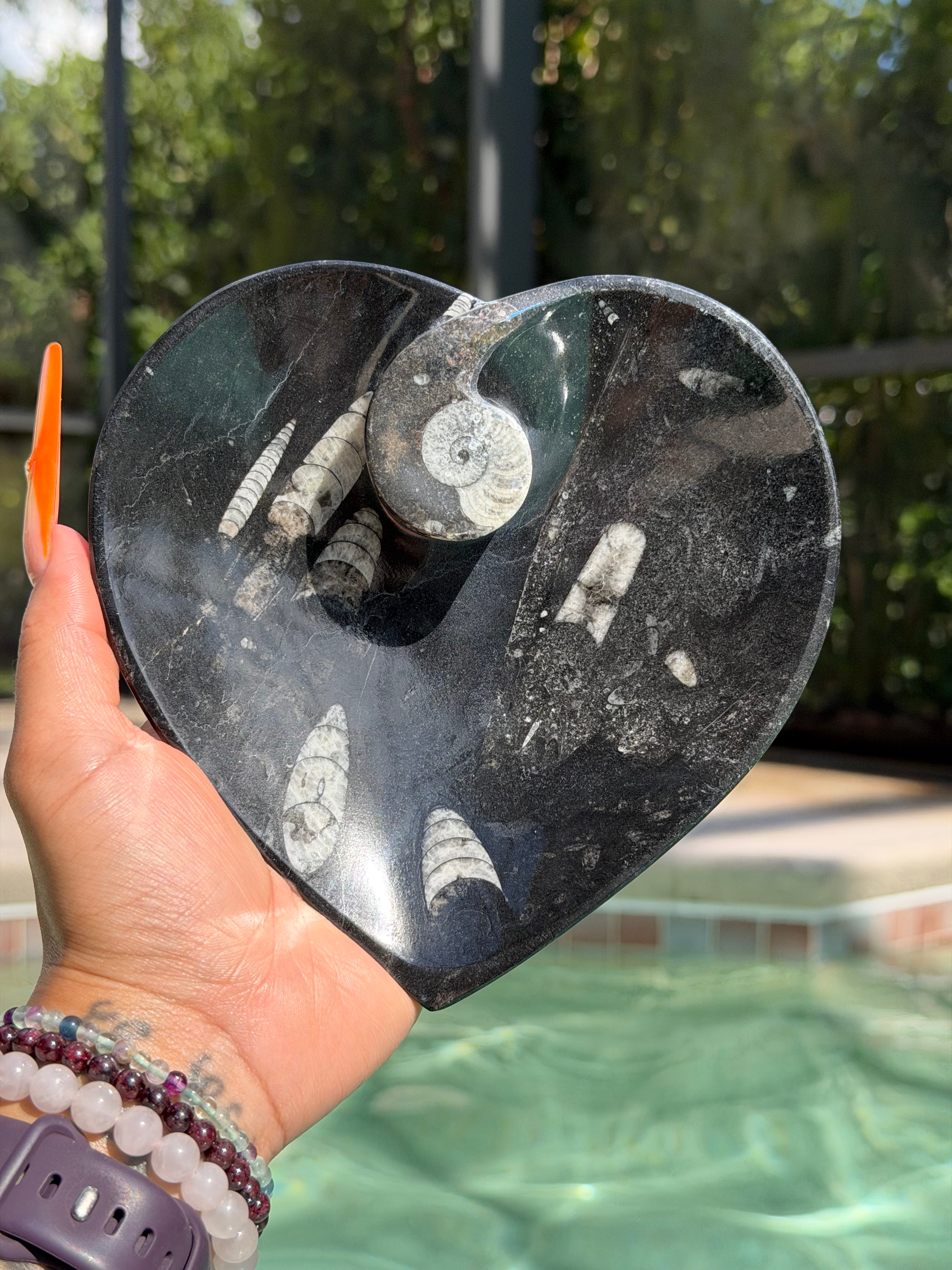 Orthoceras Heart Plate O2